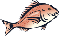 魚のイラスト